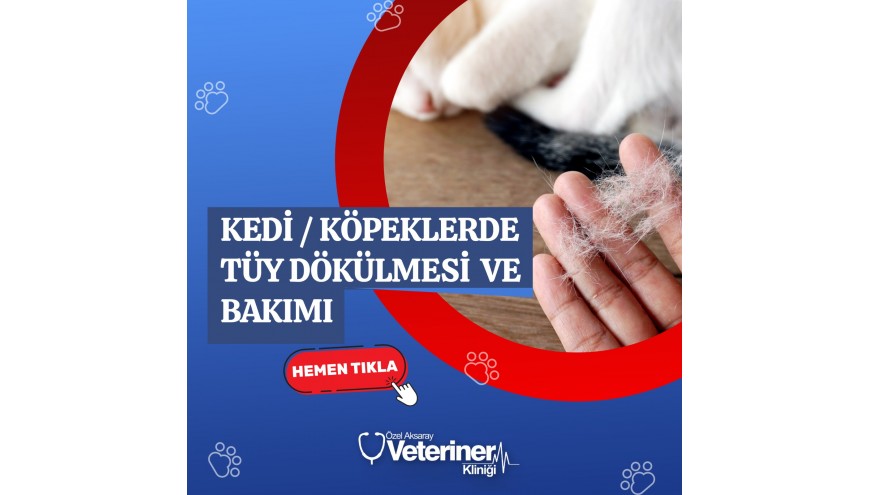 Kedi / Köpeklerde Tüy Dökülmesi ve Bakımı